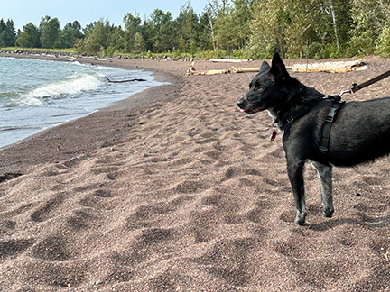 Photo of a black Heeler-mix dog sticking out his tongue. He's standing on a rocky beach, looking at Lake Superior.