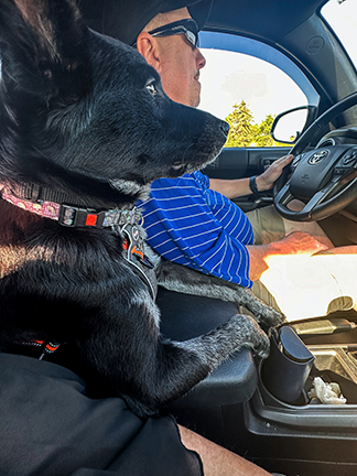 Photo from inside the cab of a pickup truck where a black Heeler-mix dog is perched next to the driver, looking out the front window like a navigator.