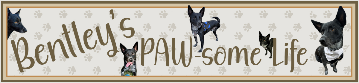 Bentley's Paw-some Life